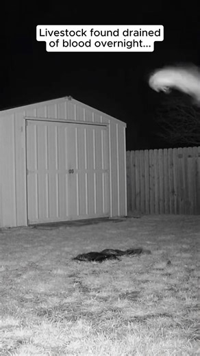 We installed a camera after finding our animals dead each morning. ​ The thing we captured has the shape of an animal, but it’s not one. ​ --- ​ Some stories leave a mark before they even begin. ​ Comment “𝗡𝗶𝗴𝗵𝘁𝗺𝗮𝗿𝗲” to claim your 𝗙𝗥𝗘𝗘 𝗕𝗲𝗿𝗸𝗹𝗲𝘆 𝗦𝘁𝗿𝗲𝗲𝘁 𝗣𝗿𝗲𝗾𝘂𝗲𝗹. ​ ​ #HauntedHouse #Paranormal #GhostHunting #BerkleyStreet #GhostStories #Scary #Ghost #ScareStreet #HorrorFan | Scare Street: Scary Stories for Horror Fans