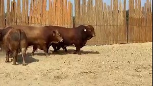 Check out the POWER of these bulls.... - Beefmaster Bull Sale