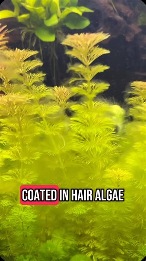 Hair algae issues in your aquarium? Here’s how to treat new plants so it doesn’t spread to other fish tanks!! • #aquarium #fish #fishtank #fishtanks #animals #plantedtank #plantedaquarium #algae #algaeremoval #hairalgae | UaruJoey