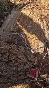 This Tree Just SPLIT IN HALF | Full Video is on my channel!