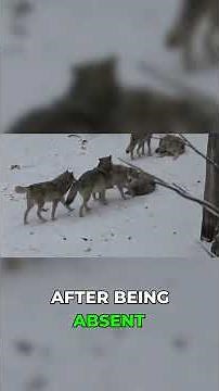 Yellowstone's Wolves Proved It: The Ecosystem Ripple Effect