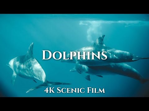Dolphins 4K - Breathtaking Scenic Film With Relaxing Music