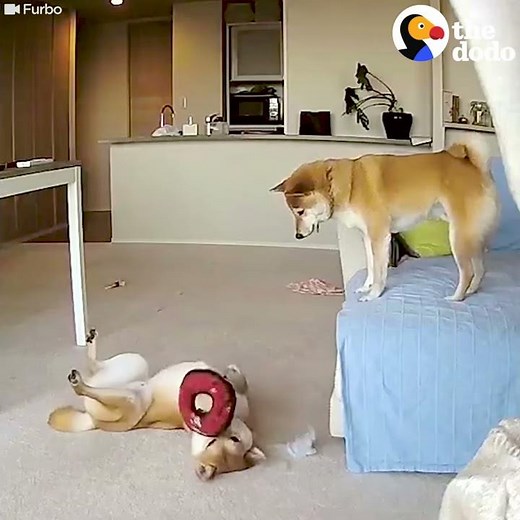 Funny Dog Siblings Home Alone CAUGHT ON CAMERA | The Dodo