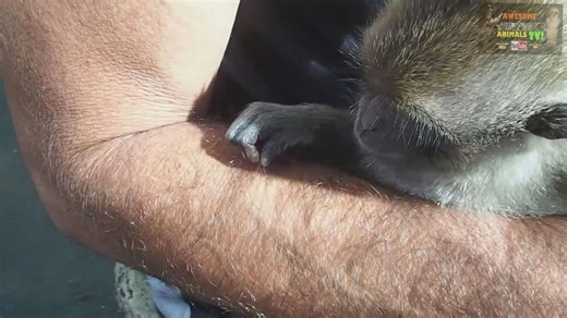 Hilarious monkey behavior caught on camera