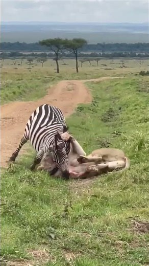 lion kills zebra video—Welcome to African Safari Guide