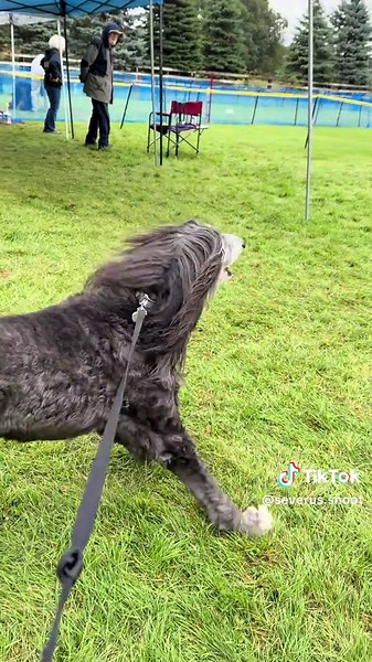 Roman’s obsession with the bunny (aka plastic bag) #fastcat #akc #afghanhound #singingdog