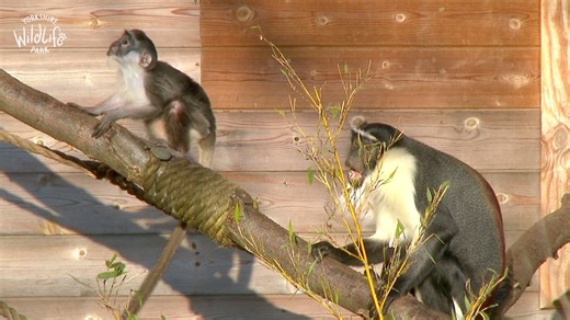 5.8K views · 152 reactions | Baby Roloway Monkey Name Reveal... 論 Esther from Accra Zoo in Ghana & Yorkshire Wildlife Park Animal Ranger, Jas are excited to make the announcement...  ⚠️ Roloway Monkeys are on the verge of extinction in the wild and are likely to disappear within just a few years! | Yorkshire Wildlife Park | Facebook
