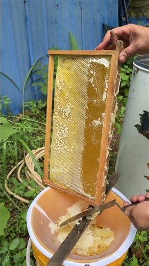 The entire process of harvesting and extracting honey—authentic local honey is ready! #Hon