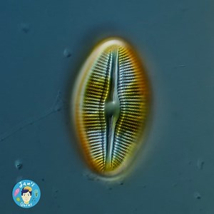 1.6K views · 129 reactions | This is a gorgeous diatom, Diploneis,...