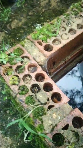 Fresh water cistern overflowing. #agroforestry