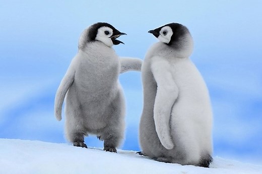 13 Reasons Why Penguins Suck