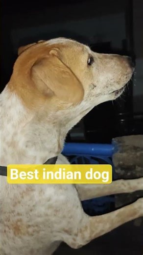 Training A Lab Puppy: The Complete Guide