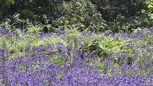 English woodland with bluebells creating a carpet of blue flowers in the spring