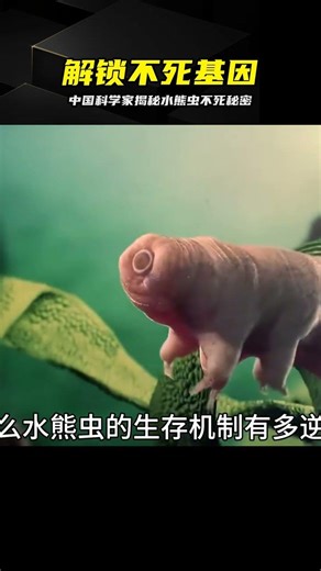 Chinese scientists have cracked the survival mechanism of tardigrades, revealing their immortalit...