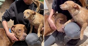 1.5K reactions · 283 shares | For more than 10 YEARS of Logan's life,...