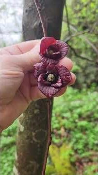 The paw paws are flowering, Asimina triloba.