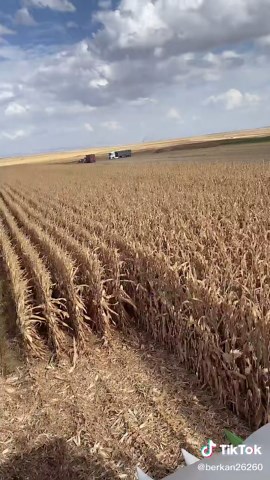 #cornharvesting🌽 #keşfet #viral