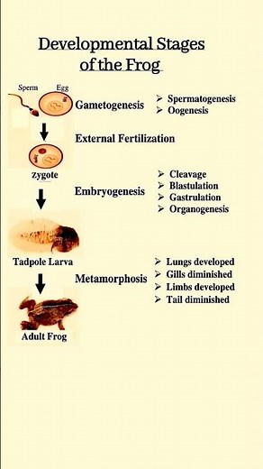Frog's Development | Tadpole To Adult Frog | Metamorphosis