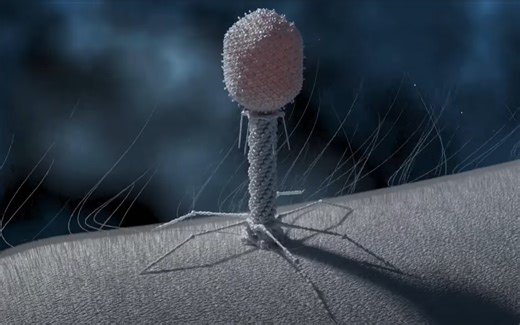 【科普3D动画】T4噬菌体的复制过程