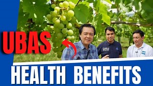 222K views · 2.8K reactions | UBAS Health Benefits Grape Farm sa Bauang, La Union Tips by Doc Willie Ong, Dr Carl Balita, Atty Jopet Sison Bonus: Special Song by Carl Balita | Doc Liza Ramoso-Ong | Facebook