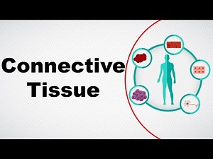 Connective tissue Video Lecture | Crash Course for NEET