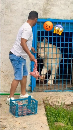 Lion food 😡😂 #wildliferescue #largecats #animals #lionnation #tigerspotted #tiger #wildlife 😱