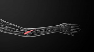 Pronator Teres Stretch and Strengthening Exercises