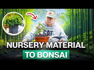 How to make a bonsai from nursery material