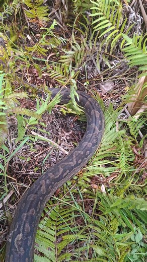 Discover the Southern African Python in 2026