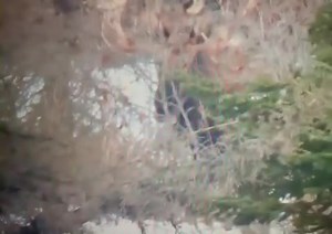 2.3K views · 71 reactions | Wow! Moose sheds antlers on video! Watch til the end! | Shed Hunters | Facebook