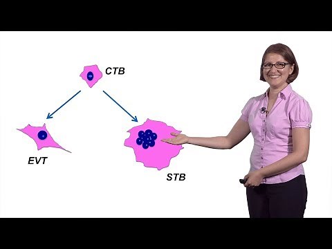 Mana Parast (UCSD) 2: Modeling Placental Development