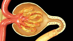 clip-22109677-nephron-functioning