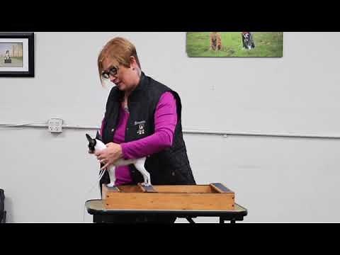 Stacking a show puppy on stacking box