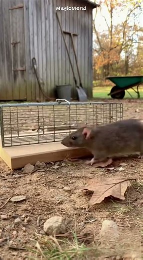 Tiny Mouse, Big Escape Move