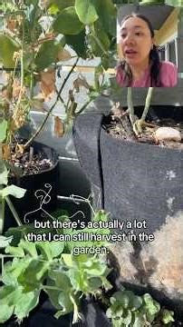 End of winter balcony garden tour what’s growing & what I’m harvesting🫛🌿 #garden #balconygarden