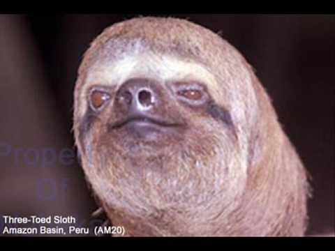 Backyardigans Polka Party Music Clarinet Feeding Time