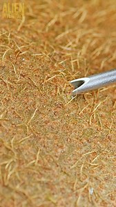 kiwi vs needle #asmr #macro #satisfying #relaxed #closeup | Alien Inventory