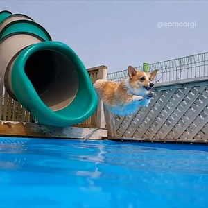 1M views · 36K reactions | The BEST pool party EVER!  | Go Fetch | Facebook