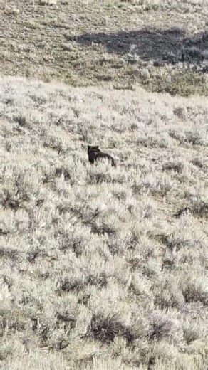 A grizzly in the sagebrush