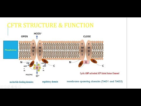 Cystic Fibrosis Transmembrane conductance Regulator (CFTR); structure, function and mutation