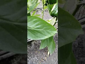 Cenicilla (Leveillula taurica) en cultivo de pimiento morron