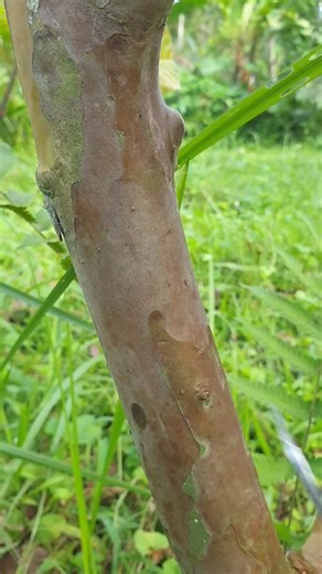 Topworking Example #topworking #growing #successfully #graft #resultsgrafting #whipeandtongue #tonguegraft #graftingtechnical #graftingmethod #sambungpucukjambu #graftingtreesfruits #guavatopworking #injerto #budding #cangkok #okulasi #tbudding #graftingtehniqu #graftingplants #roses #flowers #bonsai #guavagrafting #sambungpucu #seedlings | Lombok Grafting