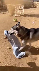 Super Husky dog ​​battles tornado to save... the blanket 😂🌪️ #husky #dustdevil #tornado #heroicdog #dogvsstorm #funnyanimals | Dr. Nazmul Anam