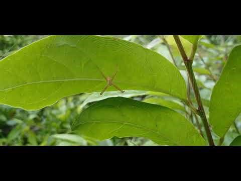 The Hidden Architect: Beautiful St. Andrew's Cross Spider 🕷️ Hanging Under a Leaf