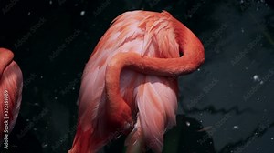Caribbean Flamingo - American flamingo Preening On The Water At The Granby Zoo, Quebec, Canada. - high angle