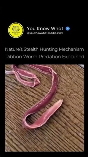 Nature’s Stealth Hunting Mechanism Ribbon Worm Predation Explained