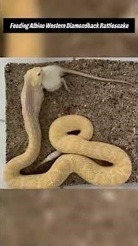 wild mouse vs rattlesnake | mouse vs rattlesnake fight #mouse #snake #wildlife