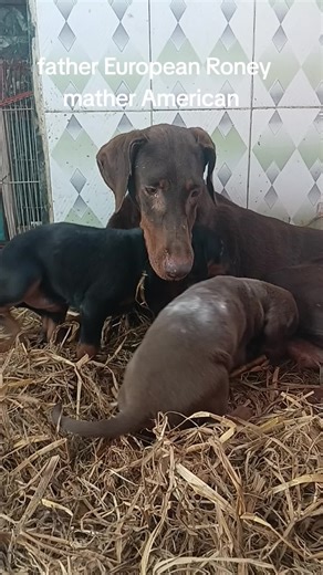 American Doberman Breeder: Quality Puppies for Lovers