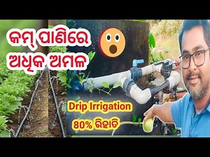 ବିନା ବୋରୱେଲ୍‌ରେ କିପରି କରିବେ ବୁନ୍ଦା ଜଳସେଚନ? | Smart Farming Technology in Odisha | Modern Farming