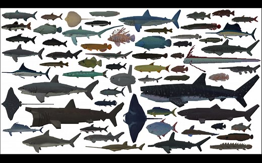 【我的世界中国版】Mofish 更多鱼类模组 全部生物模型展示